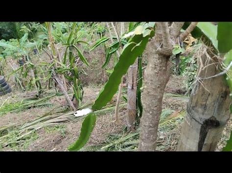 Haciendo Poda A Plantación De Pitahaya La Fruta Del Dragon YouTube