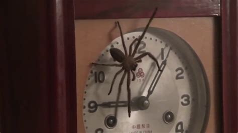 Australian Clock Spider