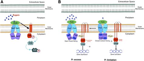 The Role Of Atp Binding Cassette Transporters In Bacterial Phytopathogenesis Phytopathology®