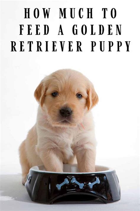 How Much To Feed A Golden Retriever Puppy - Charts And Nutrition