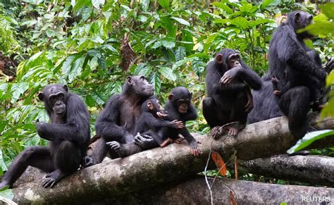 Chimpanzees Can Remember Faces For Years Revealed By Study