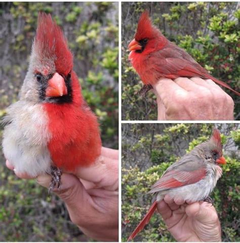 Northern Cardinal With Bilateral Gynandromorphism An Abnormality That