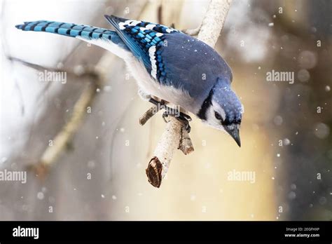 Blue jay in winter habitat Stock Photo - Alamy