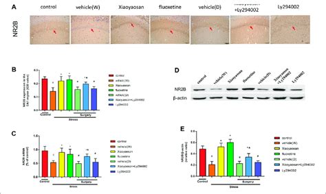 Xiaoyaosan Elevates The Expression Of NR2B In The Hippocampal CA1