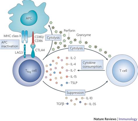 Regulatory T Cells