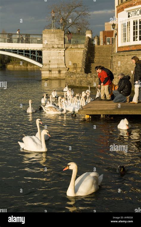 Feeding Mute Swans On The River Thames Between Windsor And Eton