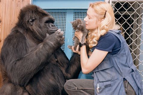 How Koko Forever Changed The Way We Think About Gorillas