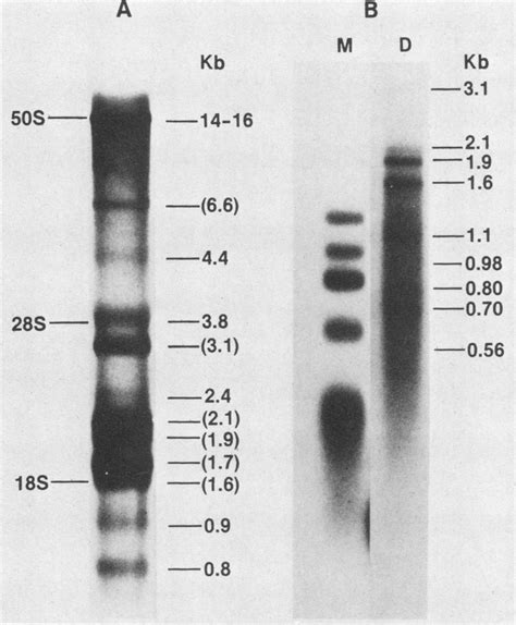 Agarose Gel Electrophoresis Of Viral Rnas And Cdnas A Total