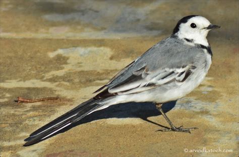 Indian Birds Photography And Details Amur White Wagtail Pictures