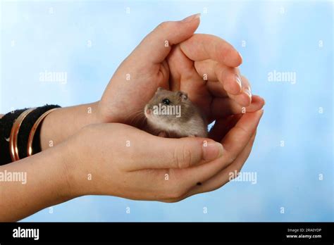 Russian Dwarf Hamster In Hands Phodopus Sungorus Stock Photo Alamy