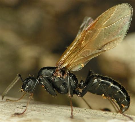 R F Insecta Hymenoptera Formicidae Camponotus