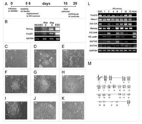 Generation and characterization of human endo-ipS cells. (A) Scheme of... | Download Scientific ...