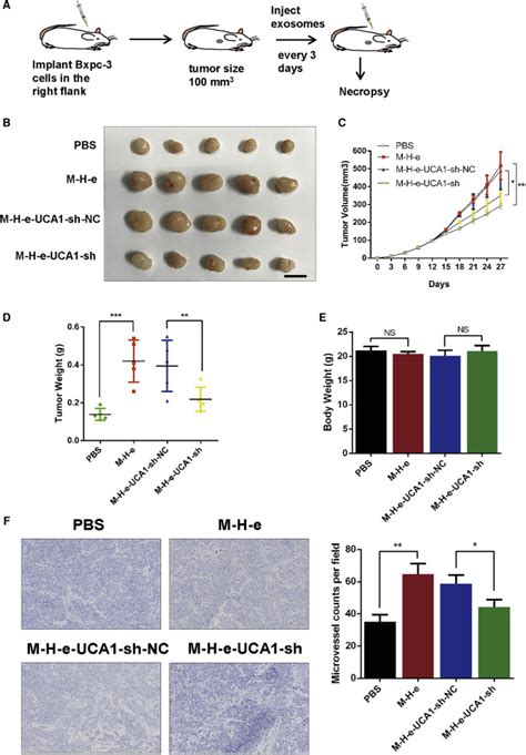 Hypoxic Tumor Derived Exosomal Long Noncoding Rna Uca Promotes