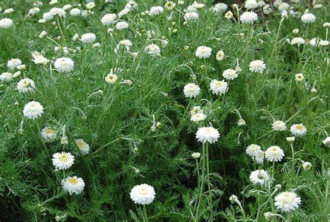 Anthemis Nobilis Chamaemelum Nobile Plena R Mische Kamille