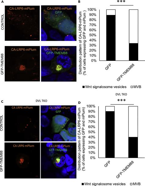 Tmem Inhibits Wnt Signaling By Promoting Wnt Signalosome Localization