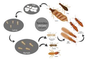 What Is The Life Cycle of Termites? | Eliminate 'Em Pest Control