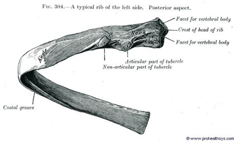 Ribs Prohealthsys