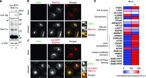 Identification Of Rab11a Interacting Proteins In IAV Infected Cells