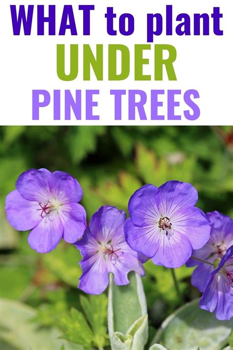 Gorgeous Plants That Grow Well Under Pine Trees In Plants