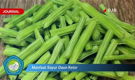 Banyak Yang Belum Tahu Inilah 10 Manfaat Sayur Daun Kelor Yang Bikin