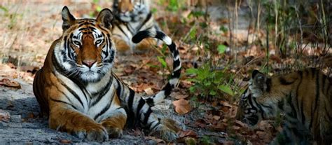 Rajaji National Park and Tiger Reserve Haridwar