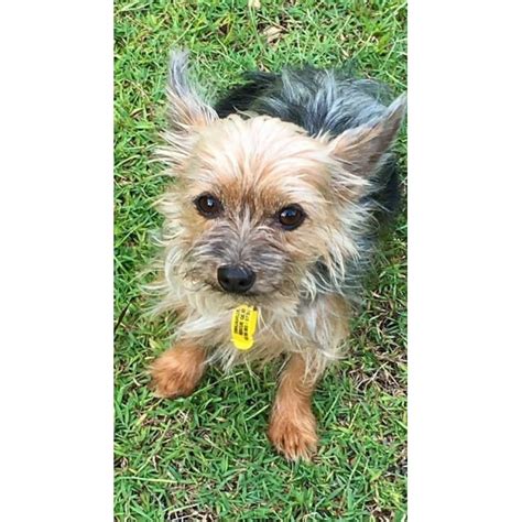 Nakara Small Female Chihuahua X Silky Terrier Mix Dog In Qld Petrescue