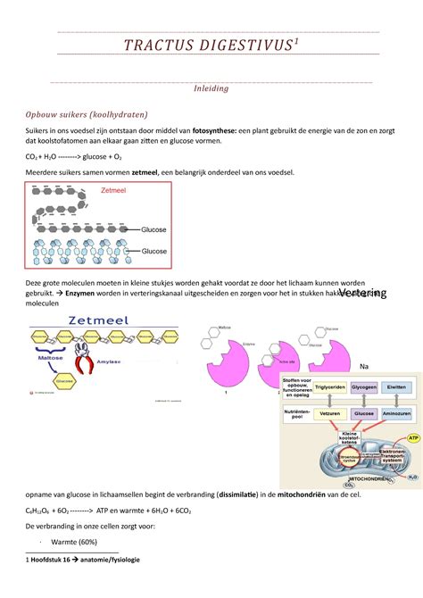 Tractus Digestivus Anatomie Fysiologie Tractus Digestivus Inleiding