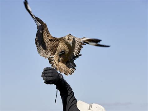 The Great Skua, a Seafarer of Arctic Waters | Perlan