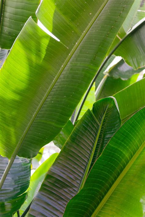 1080x2340px Free Download Hd Wallpaper Leaf Green Color Plant