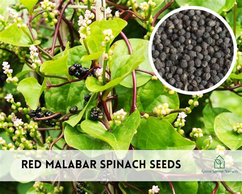 Red Malabar Spinach Seeds Heirloom Non Gmo Etsy