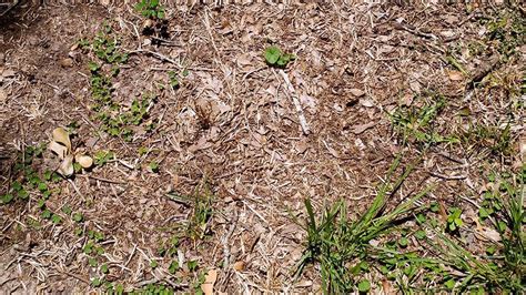 Take All Root Rot Causes Brown Patches In St Augustine Lawn Home And Garden