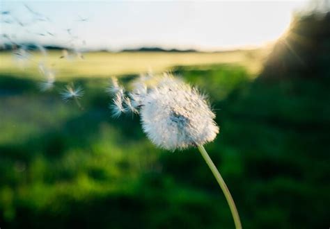 Premium Photo Dandelion Seed Blowing In The Wind At Sunset