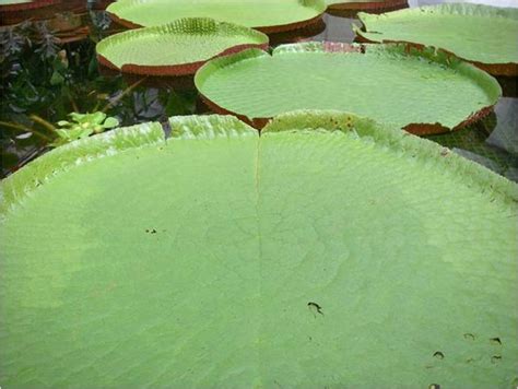 Victoria Amazonica