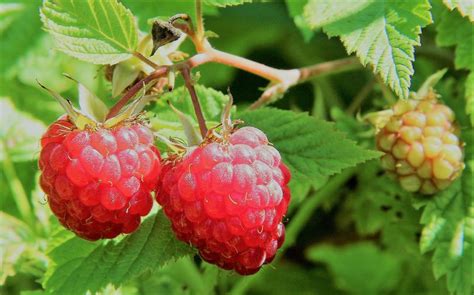 Frambuesa Características variedades beneficios y propiedades Fruta