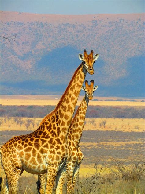 Free photo: Giraffes, South Africa, Safari - Free Image on Pixabay - 382399