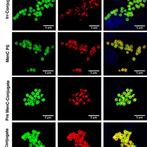 Fluorescence Microscopy Of MenC Strain 4243 Colonies A Bacteria