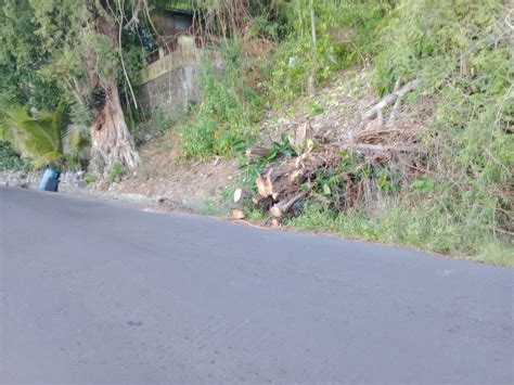 Tree Trunk On Newtown Public Road Poses A Danger To Drivers • Nature