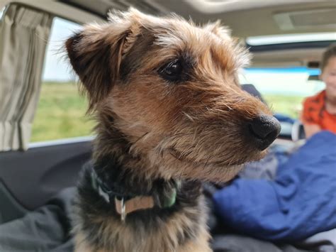 Dog Camping Camper Free Photo On Pixabay Pixabay