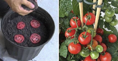 Cómo Plantar Tomates a partir de Sus Rodajas