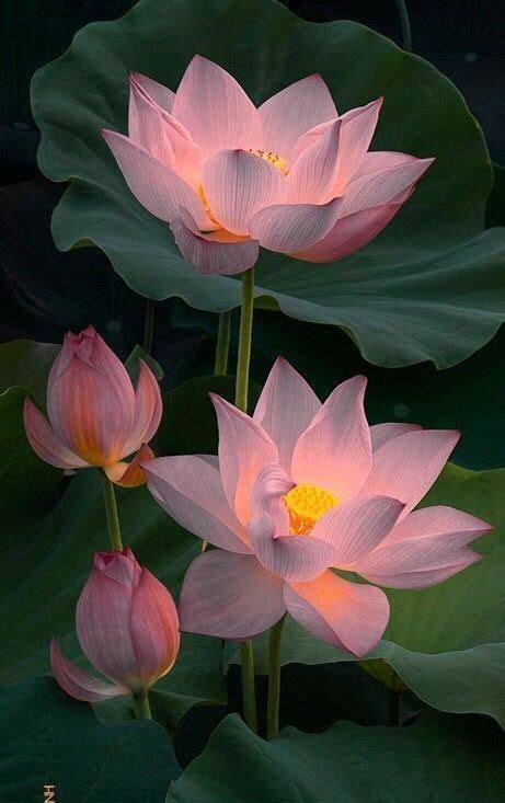 Pin By Ane Castro On Flowers Lotus Lotus Flower Wallpaper Lotus