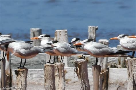 Royal And Sandwich Terns There Are Two Sandwich Terns With T… Flickr