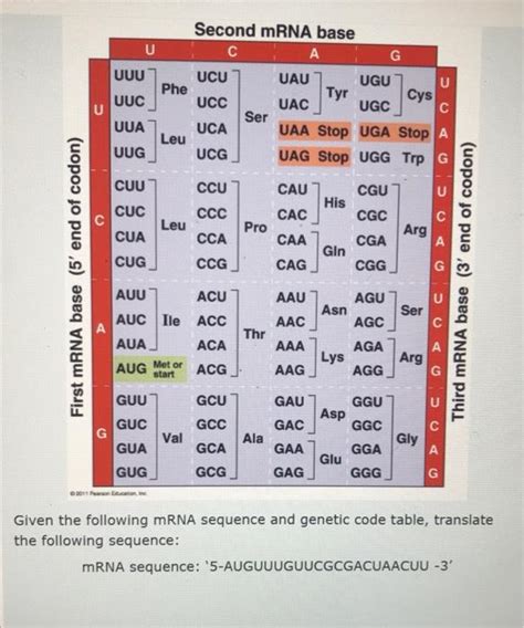 Solved Second Mrna Base U с A G Uuu Ucu Uau Ugu Phe Tyr Cys