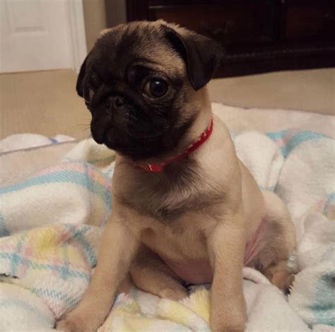 Miniature Pug Puppies For Sale Fantastic Prices Online From Top Breeders