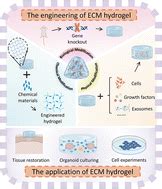 The Engineering And Application Of Extracellular Matrix Hydrogels A