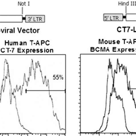 Retroviral Vectors Encoding Ct 7 And Bcma Enable Expression Of These