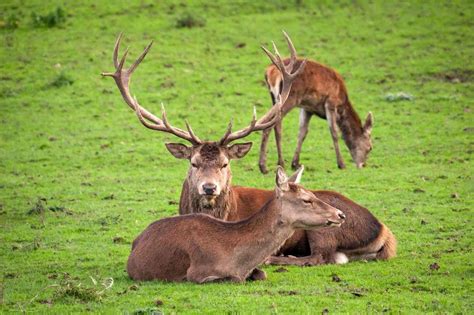 National Animal Of Ireland: Learn All About Incredible Irish Animals ...