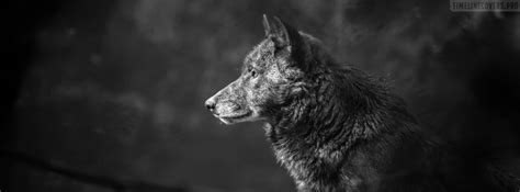 Wolf Muzzle Facebook Cover Photo