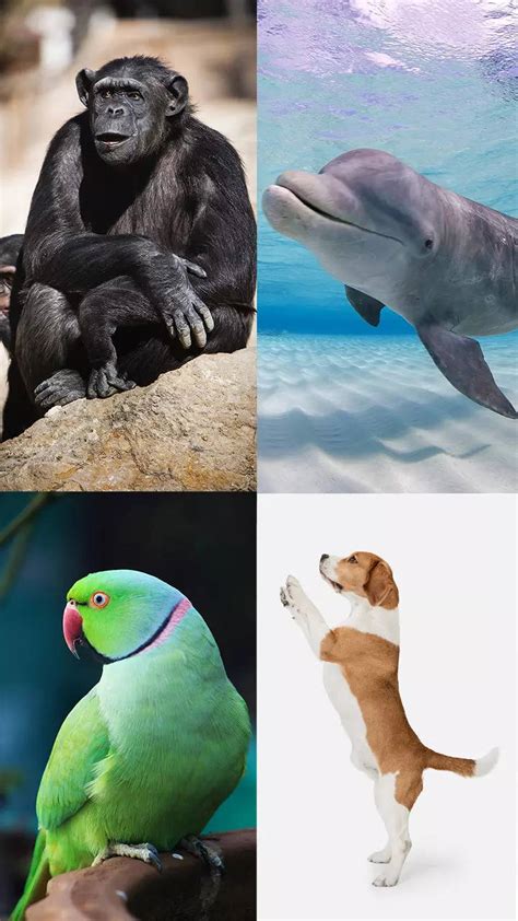 10 Most Intelligent Animals In The World