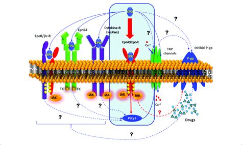 Possible Epo Signaling Pathway Schematic Representation Of The All