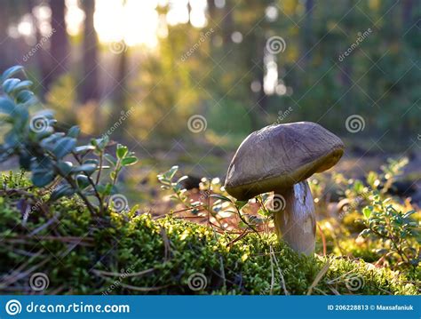 Big Bolete Mushroom Grow In Moss In A Forest In Of Sunbeams Porcini